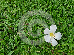White blossom flower on grass field