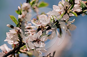 White blossom flower and pink bud on a apple tree branch in spring bloom full