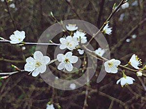 White blossom flowers.