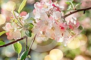 White blossom flowers on a apple tree branch in spring