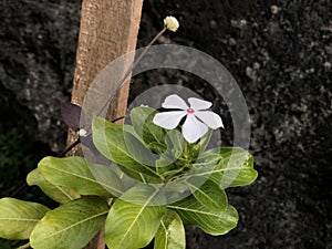 White blossom flowers. Catharanthus roseus