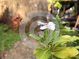 White blossom flowers. Catharanthus roseus