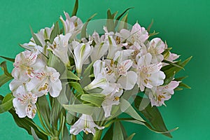 White Blossom Flowers Green Background