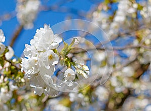 White blossom of Japanese cherry tree with shallow depth of field