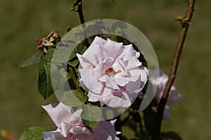 White blossom of a Kathleen Harrop rose