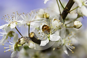 White Blossom Ladybug