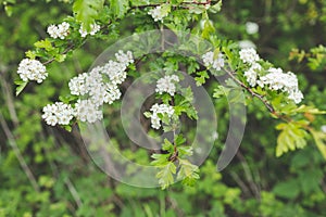 White blossom on a lush green branch