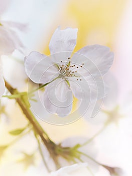 White blossom - macro for spring