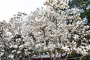 white blossom on magnolia trees in Beijing