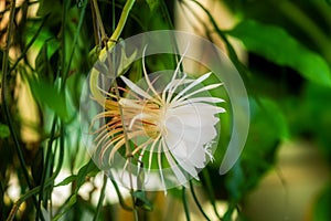 A white blossom of the queen of the night Epiphyllum oxypetalum Cactus plant, night blooming, with charming, fragrant large