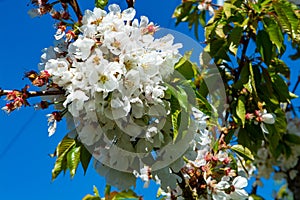 White blossom of  sour cherry kriek trees in springtime in farm orchards, Betuwe, Netherlands