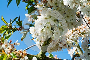 White blossom of  sour cherry kriek trees in springtime in farm orchards, Betuwe, Netherlands