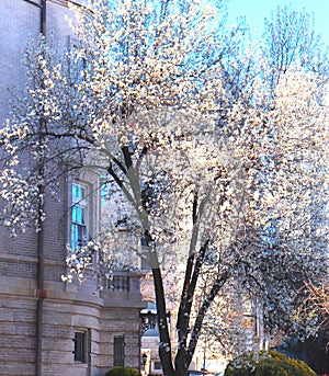 White Blossom Spectacular in Early Spring