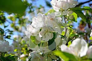 White blossom in sunshine