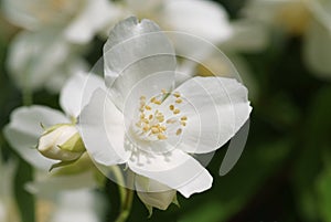 White blossom of sweet mock orange