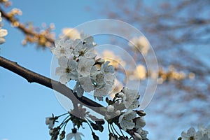 White blossom tree