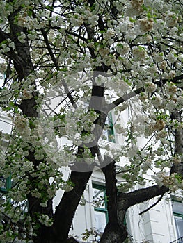 White blossom tree over white fachade photo