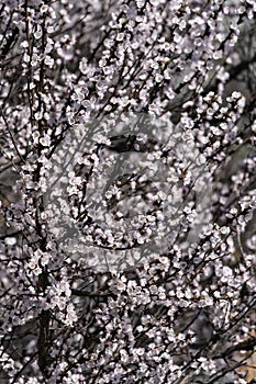 White blossoming apricot flowers close up. Spring concept