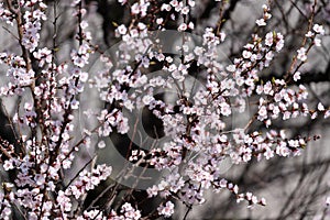 White blossoming apricot flowers close up. Spring concept