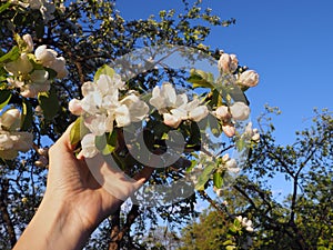 White blossoming branches of an Apple tree