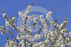 White blossoming branches of a cherry tree against the blue of the bright sky on a spring day in the Weinviertel, Lower Austria