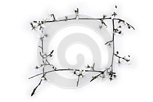 White blossoming cherry branch frame on light background