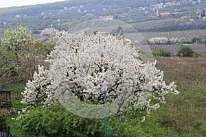 White blossoming cherry tree near grape garden, green fields and hills view from railway carriage.