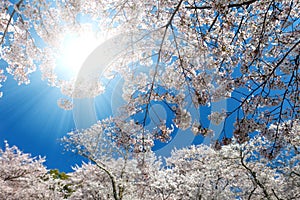 White blossoming cherry trees framing the nice blue sky