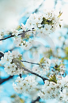 White blossoming flowers on Almond Tree
