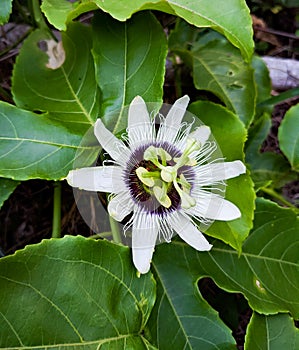 white blossoming passion flower