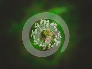 White blossoming plantain