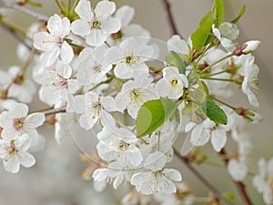 White blossoming sour cherry branch