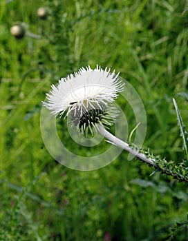 White blossoming thistle