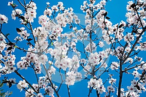 White blossoming tree against the blue sky