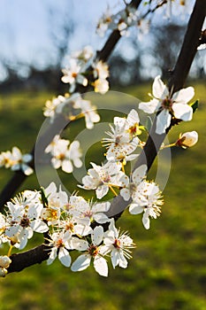 White blossoms