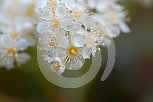 White Blossoms