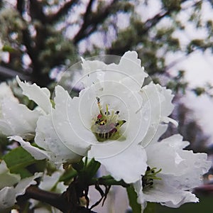 White blossoms