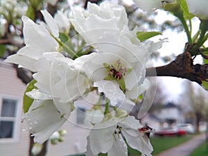 White blossoms