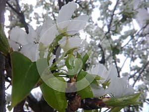 White blossoms