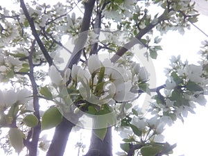 White blossoms