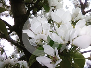 White blossoms