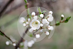 White Blossoms Against Sky At Sunrise. Spring Blooming. Orchards are blooming at springtime. Nature blossoms background texture