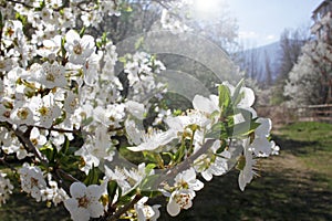 White Blossoms Against Sky At Sunrise. Spring Blooming. Orchards are blooming at springtime. Nature blossoms background texture