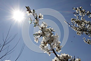 White Blossoms Against Sky At Sunrise. Spring Blooming. Orchards are blooming at springtime. Nature blossoms background texture