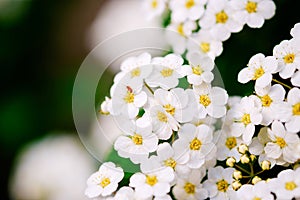 White blossoms of alyssum in spring also known as sweet alison blooming