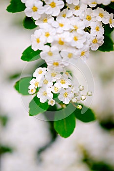 White blossoms of alyssum in spring also known as sweet alison blooming