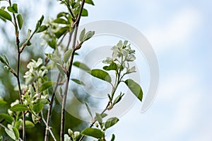 White blossoms of Amelanchier canadensis, serviceberry, shadberry or June berry tree on blue sky background