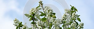 White blossoms of Amelanchier canadensis, serviceberry, shadberry or June berry tree on blue sky background