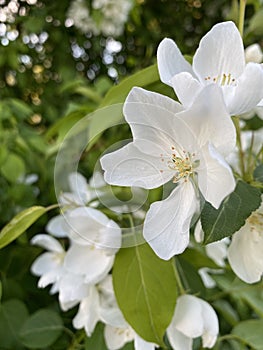 White blossoms on the apple tree