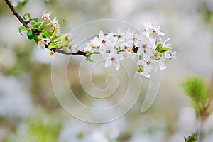 White blossoms of an apple tree in spring